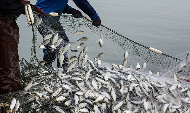 Türk su ürünleri ihracatı 5 yılda yüzde 65 artarak 1,7 milyar dolara yükseldi- Haber Şafak