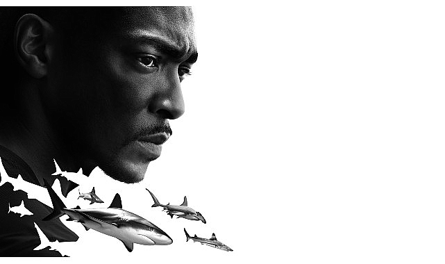 ‘Anthony Mackie ile Köpekbalıkları: Körfez Kıyıları’ 20 Temmuz Cumartesi 20.00’de National Geographic WILD Ekranlarında!- Haber Şafak