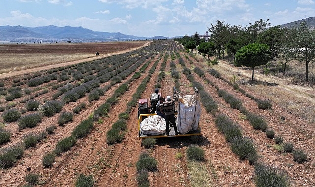 Başkan Altay: “Lavanta Desteğiyle Hem Bölge Turizmine Hem de Çiftçimize Katkı Sağladık”- Haber Şafak