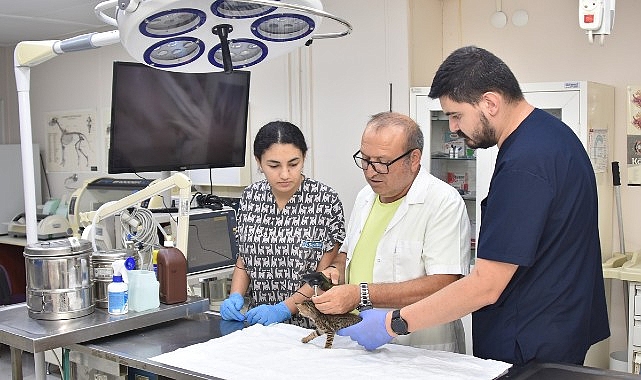 Başkan Yiğit: “Öldürme yasasına karşıyız”- Haber Şafak