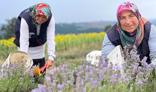 Kocaeli’de mor tarlalarda lavanta hasadı başladı- Haber Şafak
