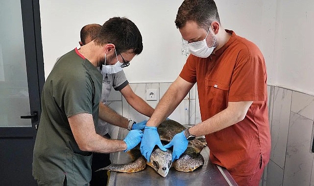 Körfez’deki yaralı Caretta carettaya yardım eli- Haber Şafak