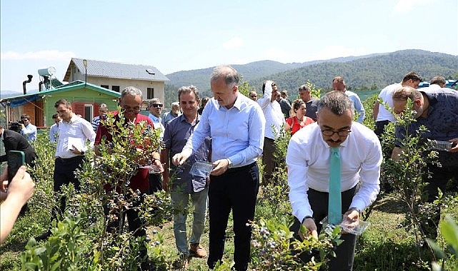 Mavi Yemişte Hasat Başladı- Haber Şafak