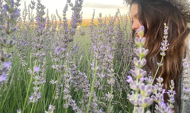 Seferihisar’da lavanta hasadı zamanı- Haber Şafak