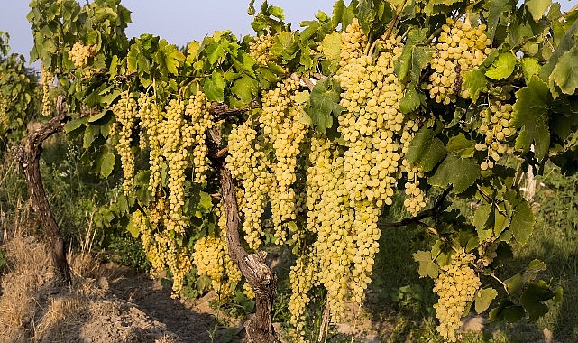 Sultani çekirdeksiz sofralık üzüm 25 Temmuz’da ihracat yolcusu- Haber Şafak
