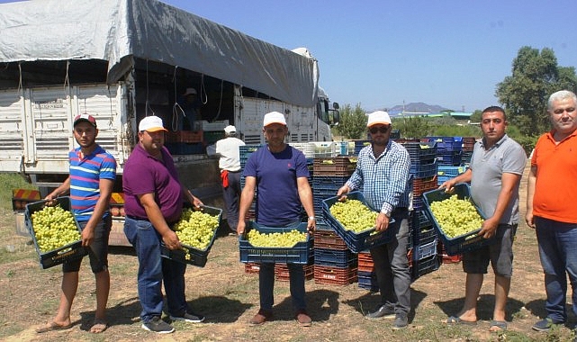 Superior Seedless çeşidi sofralık üzümün ihracat yolculuğu 11 Temmuz’da başladı- Haber Şafak