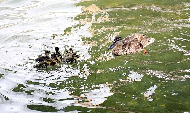 Ankara’nın simgelerinden Kuğulu Park’ta 8 yavru ördek daha suyla buluştu- Haber Şafak