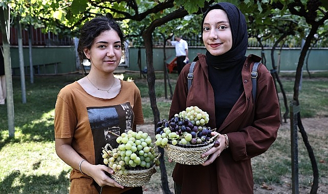 Bağcılar’da bağ bozumu zamanı- Haber Şafak