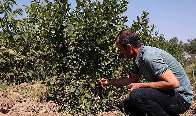 Başkan Altay: “Aronyayı Alternatif Ürünler Kapsamında Yaygınlaştırıyoruz”- Haber Şafak