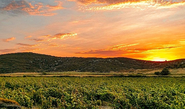 Bir Başka Avşa: Ada Karası Üzüm Hasadı ve Etkinlikleri- Haber Şafak