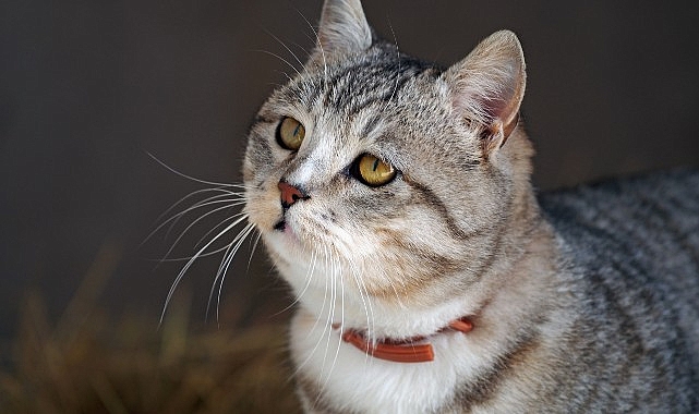 Boehringer Ingelheim, Kedilerde Antiparaziter Uygulamaların Toplum Sağlığı İçin Önemi Hakkında Bilgilendirdi- Haber Şafak