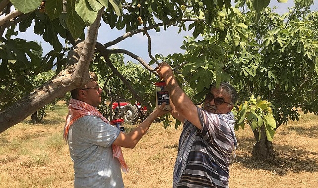 Büyükşehir Ödemiş’te 4 bin 500 ekşilik böceği tuzağı dağıttı İncirde ekşilik böceği ile doğal mücadele- Haber Şafak