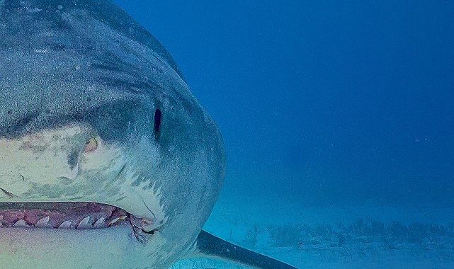 Dünyanın En Büyük Kaplan Köpekbalıklarını Araştıran ‘En Büyük Köpekbalıkları’ 10 Ağustos Cumartesi 20.00’de National Geographic WILD Ekranlarında!- Haber Şafak