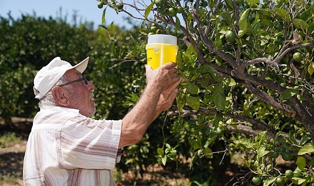 Karaburun’da narenciye kalitesi artıyor- Haber Şafak