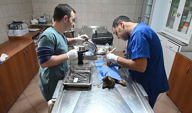 Kemer’de Temmuz ayında 175 hayvan kısırlaştırıldı – Haber Şafak