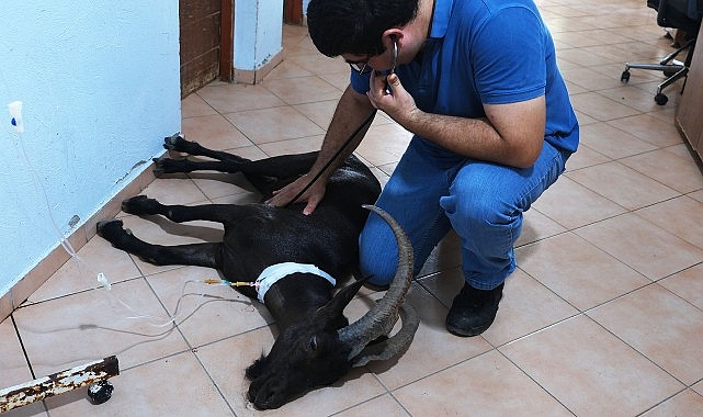 Kemer’de yaralı bulunan dağ keçisi tedaviye alındı- Haber Şafak