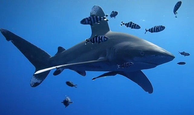 ‘Kızıldeniz’deki Köpekbalığı Saldırıları’ 17 Ağustos Cumartesi 20.00’de National Geographic WILD Ekranlarında!- Haber Şafak