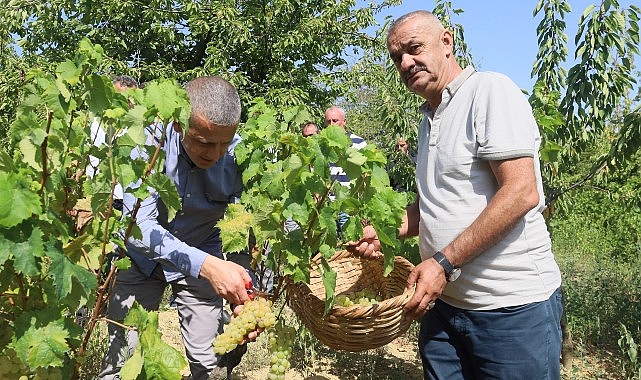Lezzetiyle meşhur üzümlerin hasadına başlandı- Haber Şafak