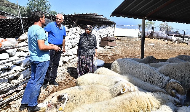 Merasız kalan hayvanlar yem desteğiyle yaşama tutundu  Büyükşehir yangından etkilenen köylerin yaralarını sarıyor- Haber Şafak