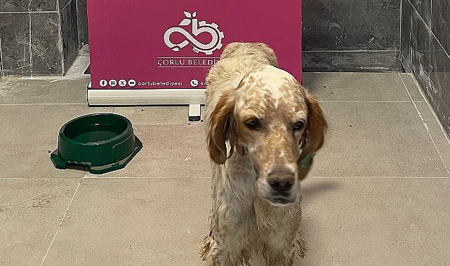 Sevimli Dostlarımız Yeni Bir Başlangıç İçin Sizi Bekliyor!- Haber Şafak