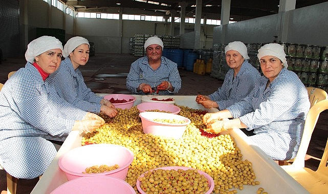 Sofralık zeytin ihracatı 200 milyon dolara koşuyor- Haber Şafak