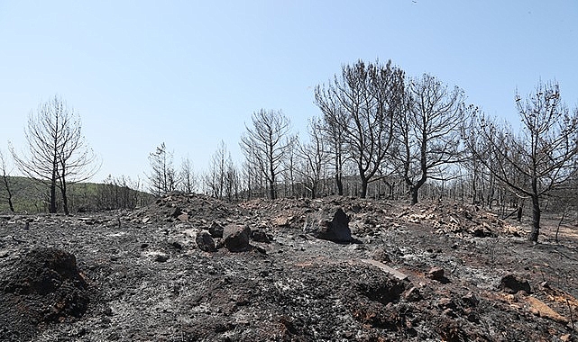 Urla küllerinden doğacak- Haber Şafak