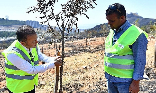 Yangınların etkilediği 15 bin ağaç tedavi edilerek hayatta tutulacak- Haber Şafak