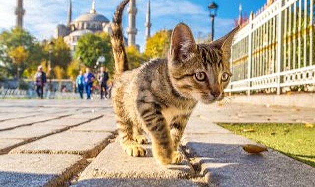 2024 sonbaharı geçen yıla kıyasla soğuk ve kurak geçecek- Haber Şafak