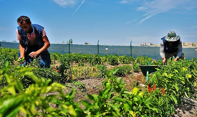 22 ton sebze ve meyve ihtiyaç sahibi ailelerin sofrasına ulaştı.- Haber Şafak