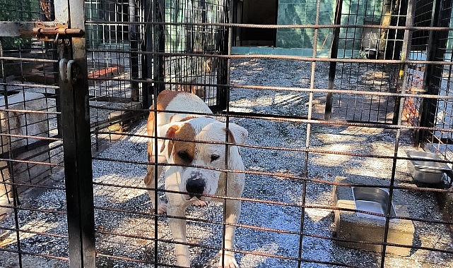 Ata saldıran köpek yakalandı- Haber Şafak