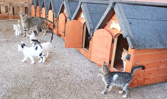 Kemer Belediyesi “Can dostları”nın yanında – Haber Şafak