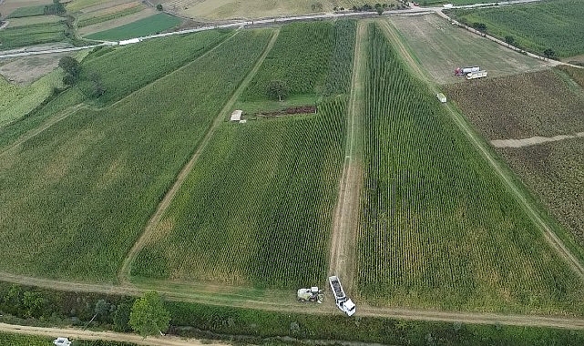 Kocaeli’de mısır hasadı mesaisi sürüyor;  37 bin dekar mısır tarlası tarıma kazandırıldı- Haber Şafak