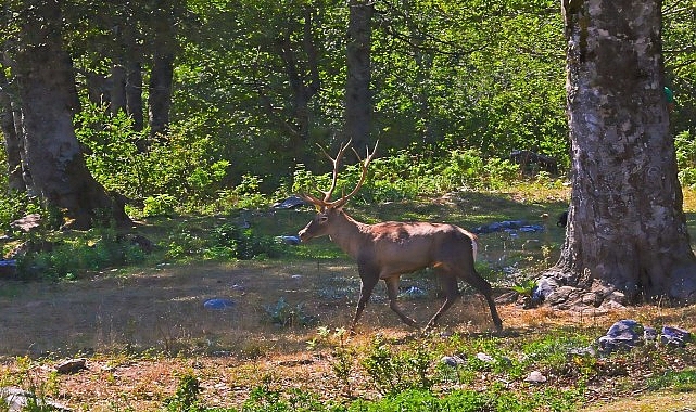 Ormanya’da üretilen Kızıl Geyikler doğaya salınacak- Haber Şafak