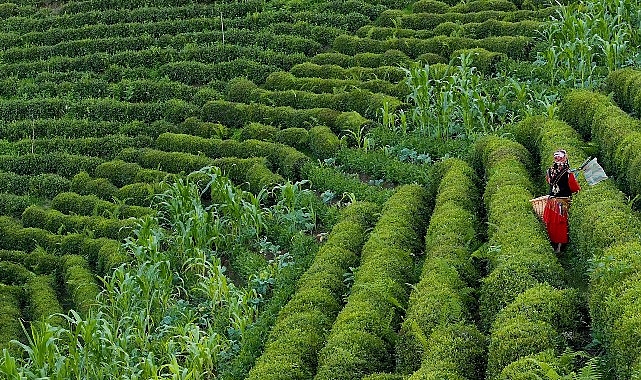 Rize’de 4. Gastronomi Günleri Başlıyor!- Haber Şafak