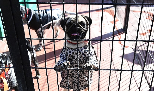 Can dostlar 4 Ekim’i en güzel kıyafetleri ile kutladı- Haber Şafak