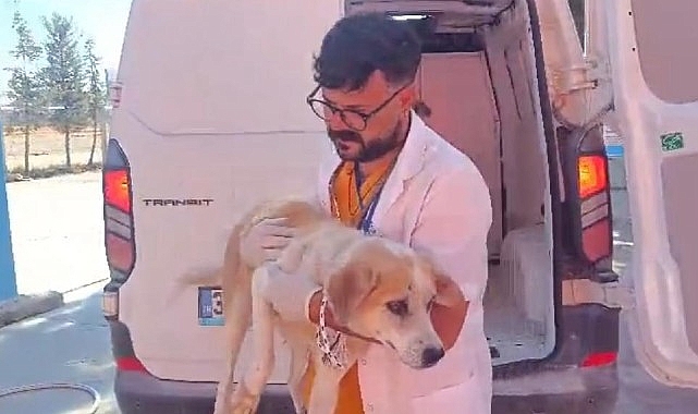 Didim’de Kuyuya Düşen Köpek Belediye Ekiplerince Kurtarıldı- Haber Şafak