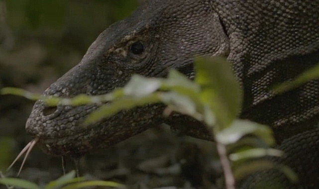 Dünyanın En Büyük Kertenkelesinin Mücadelesini Anlatan ‘Ejder Günü’ 6 Ekim Pazar Günü 20.00’de National Geographic WILD Ekranlarında!- Haber Şafak
