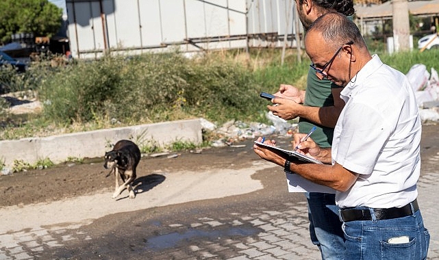 Sahipsiz Köpek Popülasyonu Yönetimi İzmir Eylem Planı uygulanıyor- Haber Şafak