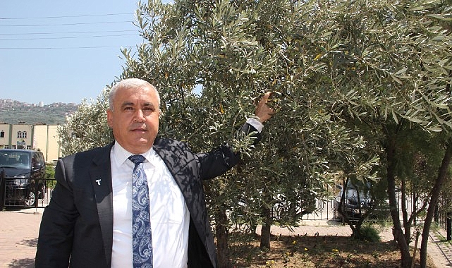 Sofralık zeytin ihracatında tarihi rekor… Sofralık zeytin ihracatı 210 milyon dolara ulaştı- Haber Şafak