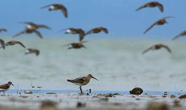 Dünya Doğa Koruma Birliği (IUCN) 16 kuş türünün durumunun kötüye gittiğini açıkladı, bunlardan 5’i Türkiye’de görülen türler.- Haber Şafak