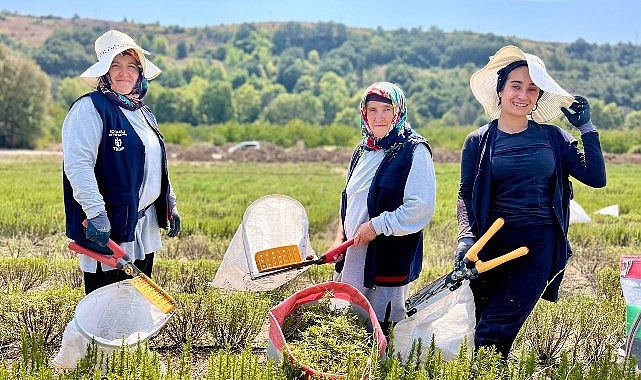 TABİP’te 2024 üretim sezonu tamamlandı- Haber Şafak
