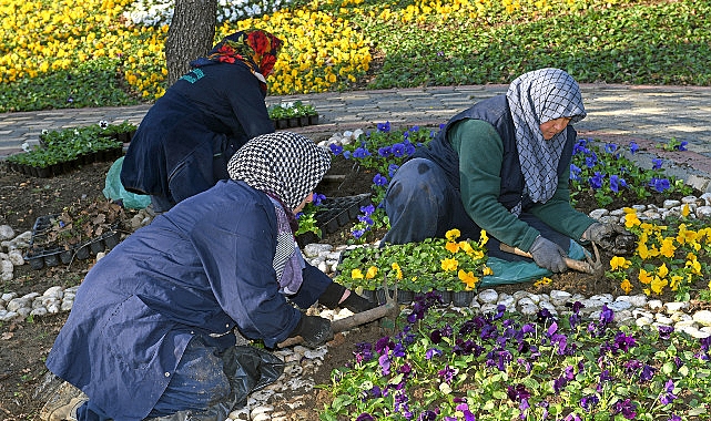 300 bin kış çiçeği toprakla buluşuyor- Haber Şafak