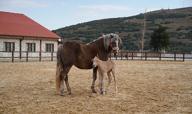 Alia Park’ın İlk Tayı Dünyaya Geldi- Haber Şafak