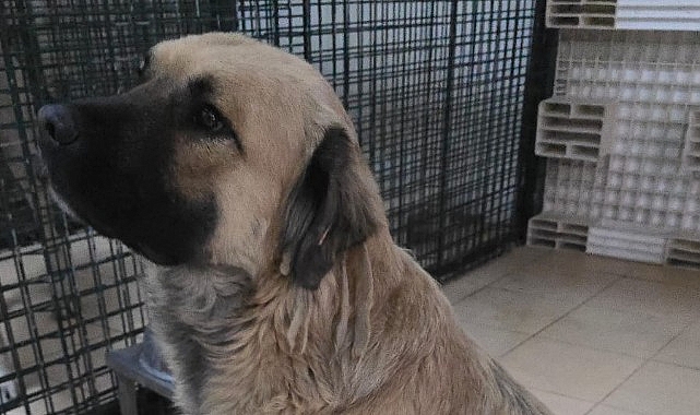 Balçova Belediyesi  Can dostlarımız sahiplendirildi, durumları iyi – Haber Şafak