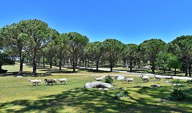 Bergama Belediyesi Zeytin ve Fıstıkta Markalaşma Yolunda- Haber Şafak