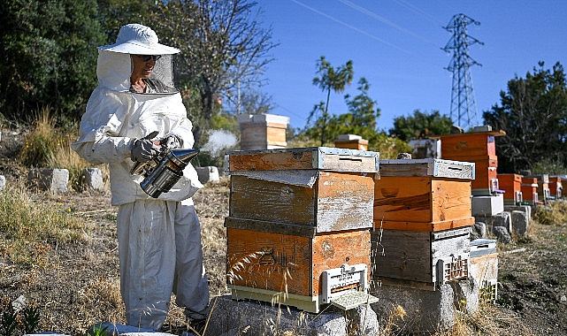 Bornova’da Arıcılık Kursu kayıtları başladı  “Kendi balını üret, doğaya katkı sağla”- Haber Şafak