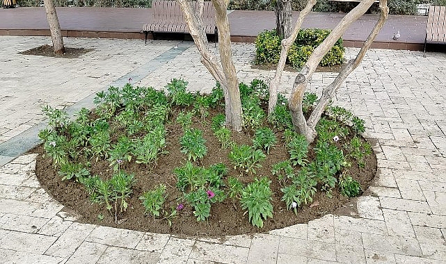 Büyükşehir’den Manisa’nın Yeşil Alanlarına Peyzaj Düzenlemesi- Haber Şafak