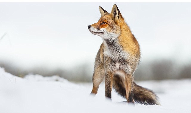 İlgi Çekici Hikayesiyle “Vahşi Transilvanya: Drakula’nın Gizli Krallığı” 15 Aralık Pazar Günü 20.00’da National Geographic WILD Ekranlarında!- Haber Şafak