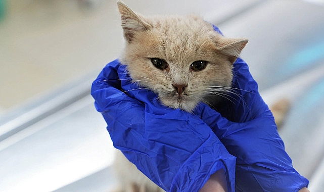 Keçiören Belediyesi Can Dostlara Yuva Buluyor- Haber Şafak