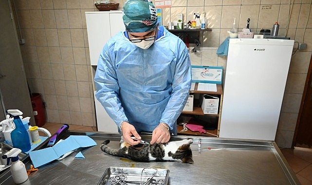 Kemer’de Kasım ayında 200 hayvan kısırlaştırıldı- Haber Şafak